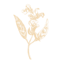 sage herb