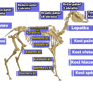 a skeleton skeleton of a horse with a skeleton in the middle