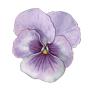 Illustration botanique d'une fleur de pensée aux pétales violets et lilas, réalisée dans un style aquarelle.