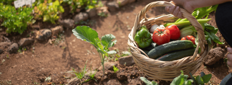 Person holding basket of vegetables