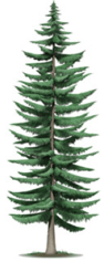 bois tendre - arbre épicia