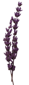 Dried lavender