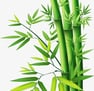 a bamboo tree with green leaves on a white background