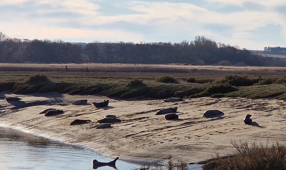 a group of sealsions sitting on the sand