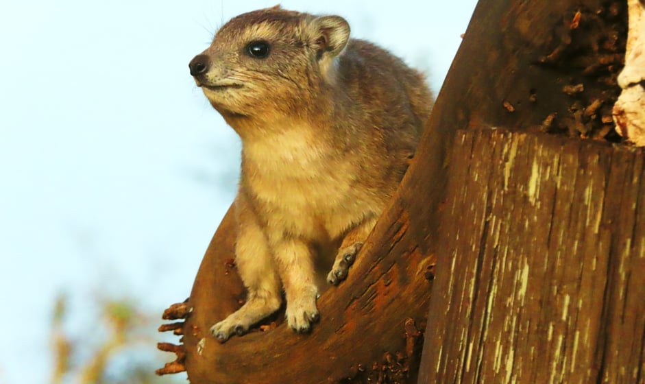 hyrax