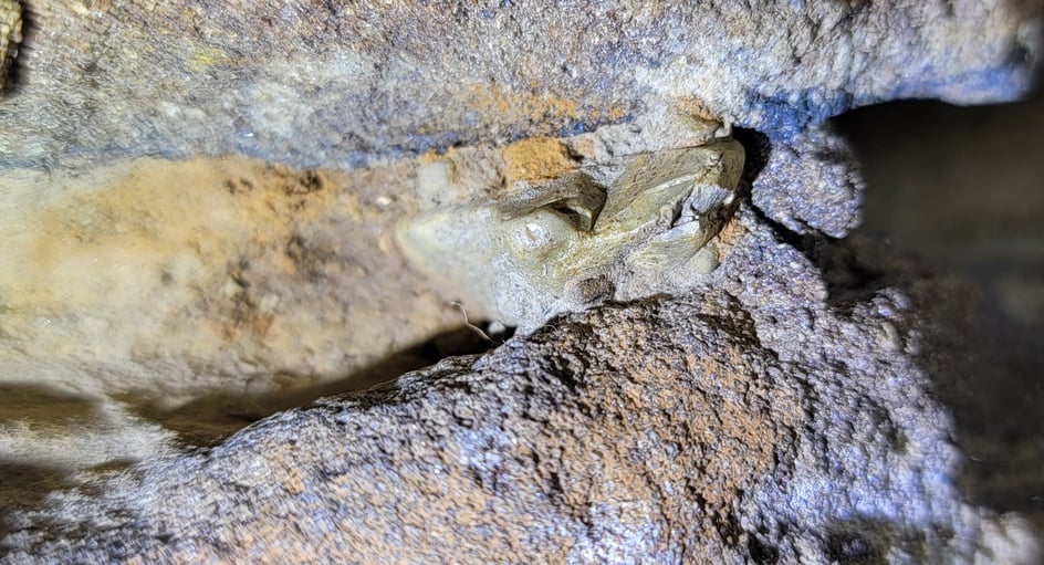 Oldest Dinosaur with tooth enamel upclose.