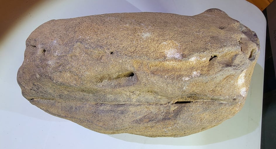 Oldest Dinosaur is yet to be identified from this fossil.