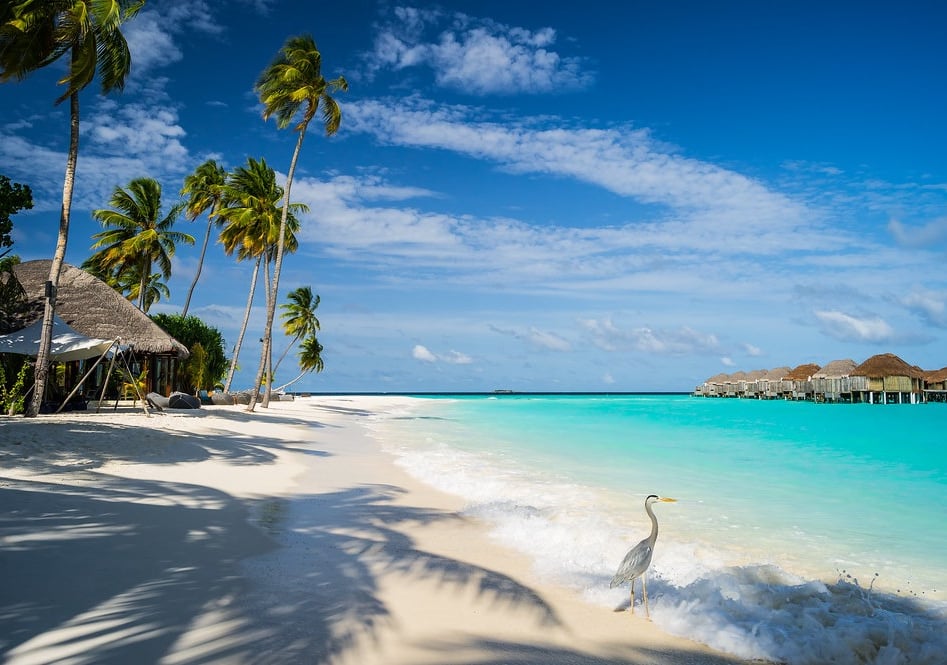ave na praia paradisíaca em Curaçao