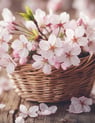 Fragrance fleur de cerisier