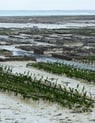 a large amount of plants and water in a field