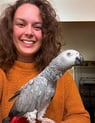 africangreyparrotshop.com