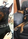 doberman puppies for sale