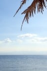 a palm tree with a beach 