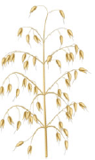 Plante à fleur herbacée - Avoine 