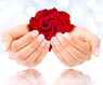 Woman's Hands Featuring Lovely Nails and a Red Rose