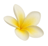 a yellow flower on a Lomi Lomi session button