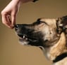 a dog is being trained by a person who is holding a treat