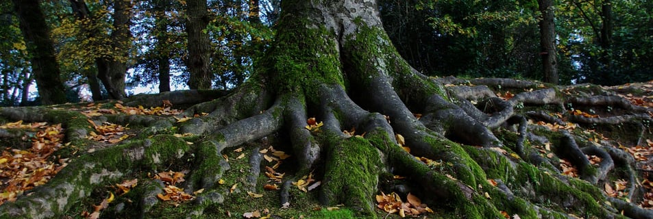 racines d'un arbre