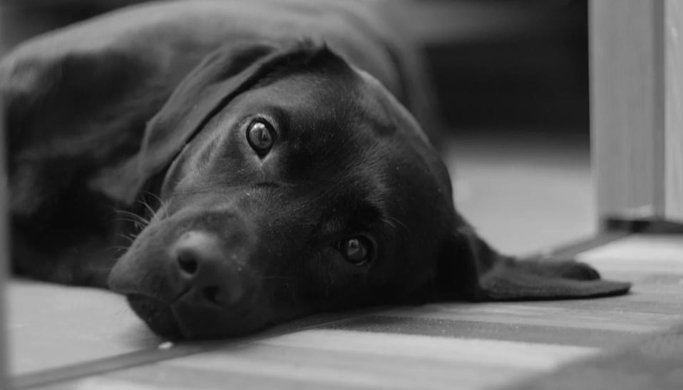 Cachorro tremendo o que pode ser e como agir