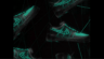 Hound design sneaker hanging in a web of neon green colored graphic lines
