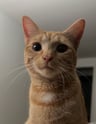 Orange Cat Looking into Camera 