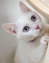 Chat blanc détendu pendant une visite de cat sitting à Marrakech – KittySitter Marrakech
