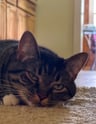 Cat Laying on Ground