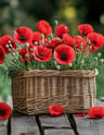 Fragrance coquelicot