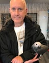 african grey parrot shop