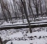 snow falling on trees and road
