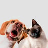 pet-photo