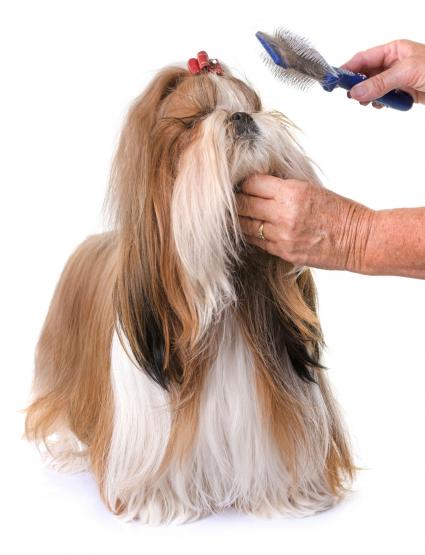 Où trouver un toiletteur pour chien à côté de chez vous ?