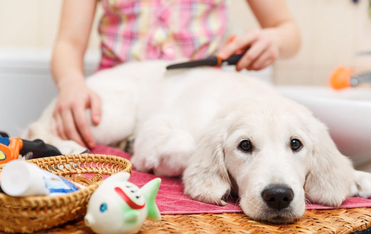 bien choisir son toiletteur chien