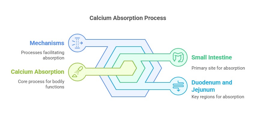 Calcium absorption process
