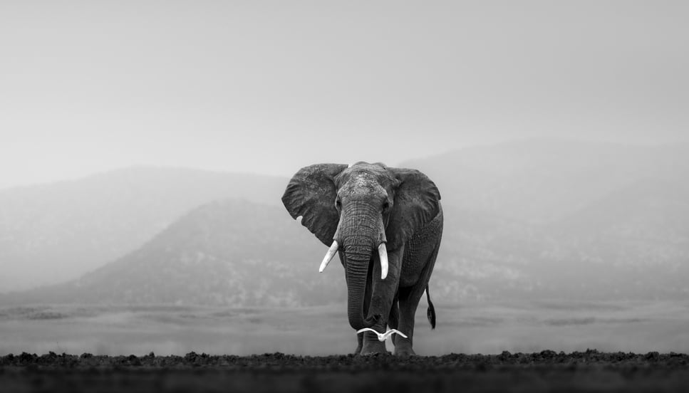 Black and white elephant walking towards the camera alone, Amboseli national park, Kenya