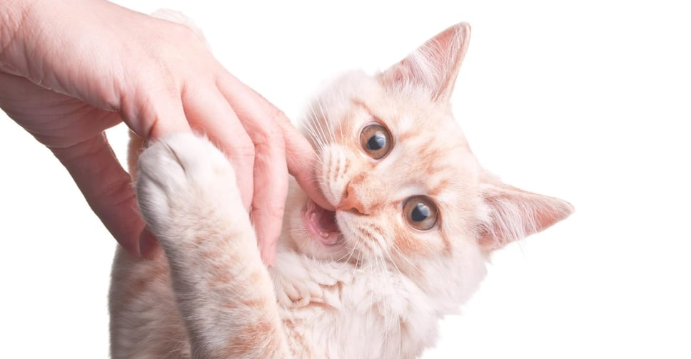 Doenças transmitidas por mordida de gato