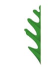 Feuille - bord lobé