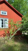 make wood look rustic with the only paint using traditional, matte, natural pigments