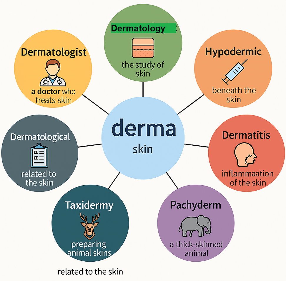 Infographic showing Derma root word and vocabulary like dermatologist, dermatitis, taxidermy, hypodermic, pachyderm