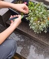 Nettoyage, entretien, fleurs, plantes pour tombes, cimetiere,Sepulture49 , Maine et loire, Mayenne