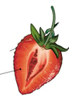 fruit sec indéhiscent - fruit complexe - akènes - fraise