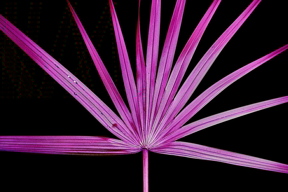 a pink palm tree with a black background