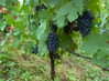 Vignes, raisin Amboise, Montlouis, AOP Touraine Amboise, Montlouis, Touraine