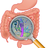 Imagen de Microbiota utilizado en la pagina web de la Dra. Arlenis Guzmán 