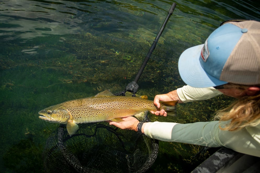 Angler admires big brown trout. 