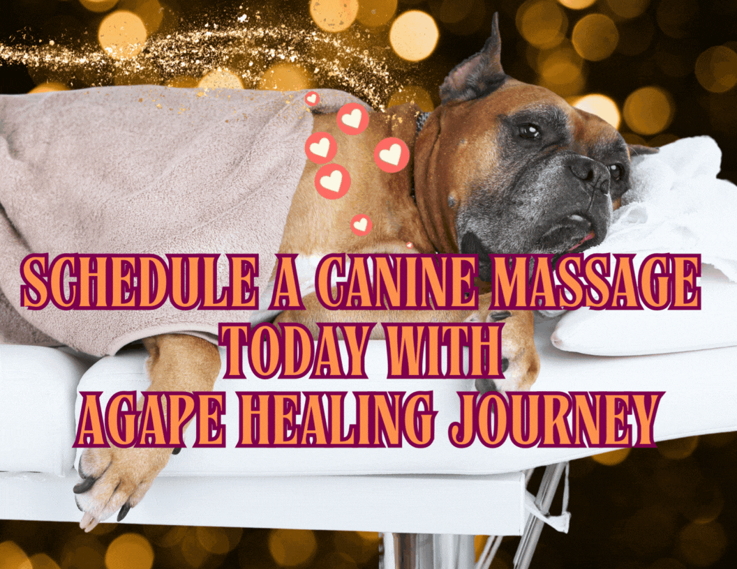 Image of Boxer dog breed on massage table, "Schedule a Canine Massage" in Wilmington, NC.