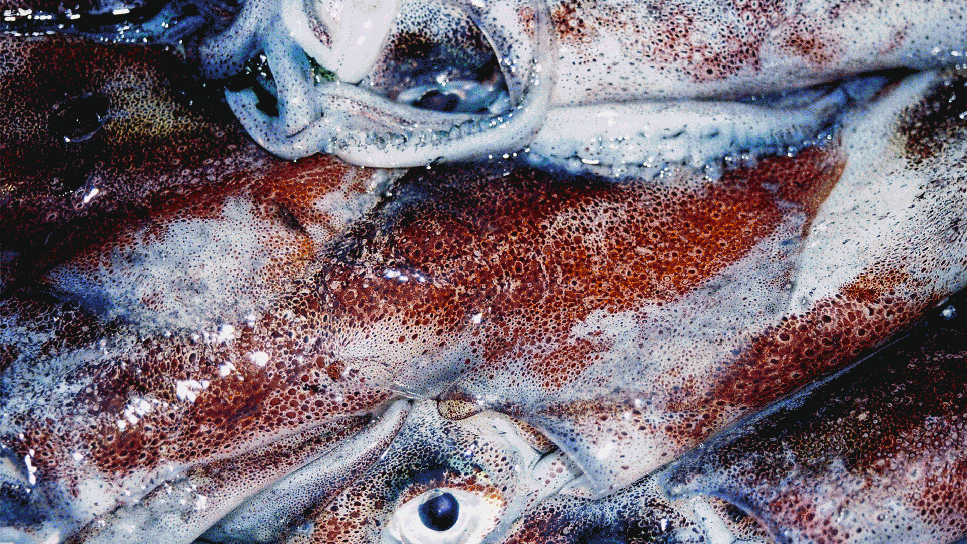 black blue and yellow textile