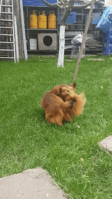 A golden retriever puppy playfully chasing its tail in a blurry backyard.