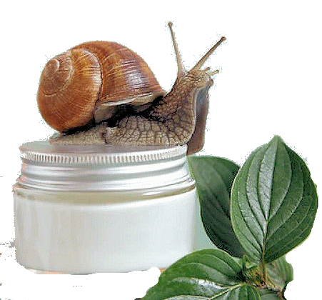 L'esgargot Snail Creme