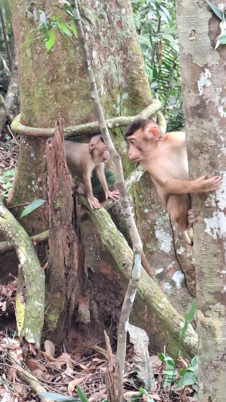 Exploration profonde de la forêt tropicale